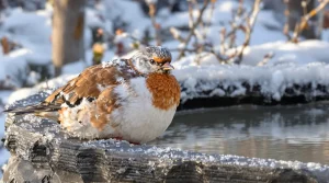Jardiniers : 3 installations d'hiver essentielles pour faire revenir les oiseaux chaque matin